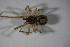  (Theridion melanurum - ZSM_B_ARACH_796)  @11 [ ] CreativeCommons - Attribution Non-Commercial Share-Alike (2015) Unspecified SNSB, Zoologische Staatssammlung Muenchen