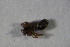  ( - ZSM_B_ARACH_803)  @11 [ ] CreativeCommons - Attribution Non-Commercial Share-Alike (2015) Unspecified SNSB, Zoologische Staatssammlung Muenchen