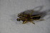  ( - ZSM_B_ARACH_809)  @11 [ ] CreativeCommons - Attribution Non-Commercial Share-Alike (2015) Unspecified SNSB, Zoologische Staatssammlung Muenchen