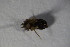  ( - ZSM_B_ARACH_820)  @11 [ ] CreativeCommons - Attribution Non-Commercial Share-Alike (2015) Unspecified SNSB, Zoologische Staatssammlung Muenchen