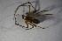  ( - ZSM_B_ARACH_825)  @12 [ ] CreativeCommons - Attribution Non-Commercial Share-Alike (2015) Unspecified SNSB, Zoologische Staatssammlung Muenchen