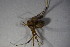  ( - ZSM_B_ARACH_826)  @11 [ ] CreativeCommons - Attribution Non-Commercial Share-Alike (2015) Unspecified SNSB, Zoologische Staatssammlung Muenchen