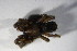  (Gnaphosa lugubris - ZSM_B_ARACH_837)  @11 [ ] CreativeCommons - Attribution Non-Commercial Share-Alike (2015) Unspecified SNSB, Zoologische Staatssammlung Muenchen
