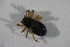  ( - ZSM_B_ARACH_858)  @11 [ ] CreativeCommons - Attribution Non-Commercial Share-Alike (2015) Unspecified SNSB, Zoologische Staatssammlung Muenchen