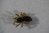  ( - ZSM_B_ARACH_863)  @11 [ ] CreativeCommons - Attribution Non-Commercial Share-Alike (2015) Unspecified SNSB, Zoologische Staatssammlung Muenchen