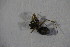  ( - ZSM_B_ARACH_864)  @12 [ ] CreativeCommons - Attribution Non-Commercial Share-Alike (2015) Unspecified SNSB, Zoologische Staatssammlung Muenchen