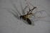  ( - ZSM_B_ARACH_870)  @14 [ ] CreativeCommons - Attribution Non-Commercial Share-Alike (2015) Unspecified SNSB, Zoologische Staatssammlung Muenchen