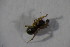  (Erigonella subelevata - ZSM_B_ARACH_876)  @11 [ ] CreativeCommons - Attribution Non-Commercial Share-Alike (2015) Unspecified SNSB, Zoologische Staatssammlung Muenchen