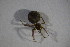  ( - ZSM_B_ARACH_890)  @11 [ ] CreativeCommons - Attribution Non-Commercial Share-Alike (2015) Unspecified SNSB, Zoologische Staatssammlung Muenchen