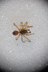  ( - ZSM_B_ARACH_904)  @11 [ ] CreativeCommons - Attribution Non-Commercial Share-Alike (2015) Unspecified SNSB, Zoologische Staatssammlung Muenchen