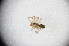  (Theridion melanurum - ZSM_B_ARACH_910)  @11 [ ] CreativeCommons - Attribution Non-Commercial Share-Alike (2015) Unspecified SNSB, Zoologische Staatssammlung Muenchen