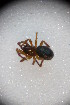  ( - ZSM_B_ARACH_932)  @13 [ ] CreativeCommons - Attribution Non-Commercial Share-Alike (2015) Unspecified SNSB, Zoologische Staatssammlung Muenchen