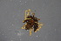  ( - ZSM_B_ARACH_961)  @11 [ ] CreativeCommons - Attribution Non-Commercial Share-Alike (2016) SNSB, Staatliche Naturwissenschaftliche Sammlungen Bayerns ZSM (SNSB, Zoologische Staatssammlung Muenchen)