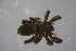  ( - ZSM_B_ARACH_969)  @11 [ ] CreativeCommons - Attribution Non-Commercial Share-Alike (2016) SNSB, Staatliche Naturwissenschaftliche Sammlungen Bayerns ZSM (SNSB, Zoologische Staatssammlung Muenchen)