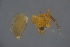  ( - ZSM_B_ARACH_973)  @11 [ ] CreativeCommons - Attribution Non-Commercial Share-Alike (2016) SNSB, Staatliche Naturwissenschaftliche Sammlungen Bayerns ZSM (SNSB, Zoologische Staatssammlung Muenchen)