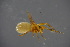  ( - ZSM_B_ARACH_974)  @11 [ ] CreativeCommons - Attribution Non-Commercial Share-Alike (2016) SNSB, Staatliche Naturwissenschaftliche Sammlungen Bayerns ZSM (SNSB, Zoologische Staatssammlung Muenchen)