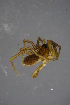  ( - ZSM_B_ARACH_977)  @11 [ ] CreativeCommons - Attribution Non-Commercial Share-Alike (2016) SNSB, Staatliche Naturwissenschaftliche Sammlungen Bayerns ZSM (SNSB, Zoologische Staatssammlung Muenchen)