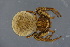  (Monocephalus castaneipes - ZSM_B_ARACH_994)  @11 [ ] CreativeCommons - Attribution Non-Commercial Share-Alike (2016) SNSB, Staatliche Naturwissenschaftliche Sammlungen Bayerns ZSM (SNSB, Zoologische Staatssammlung Muenchen)