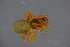  ( - ZSM_B_ARACH_999)  @11 [ ] CreativeCommons - Attribution Non-Commercial Share-Alike (2016) SNSB, Staatliche Naturwissenschaftliche Sammlungen Bayerns ZSM (SNSB, Zoologische Staatssammlung Muenchen)