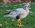  ( - Aves_BFB_Hawlitschek_2014-10-25_0016)  @11 [ ] CreativeCommons - Attribution Non-Commercial Share-Alike (2015) Unspecified SNSB, Zoologische Staatssammlung Muenchen