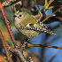  (Regulus regulus - Aves_BFB_Hawlitschek_2014-10-25_0087)  @14 [ ] CreativeCommons - Attribution Non-Commercial Share-Alike (2015) Unspecified SNSB, Zoologische Staatssammlung Muenchen