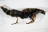  (Staphylinus fossor - BFB_Col_FK_9132)  @11 [ ] Unspecified (default): All Rights Reserved  Unspecified Unspecified