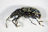  (Phyllobius alpinus - BFB_Col_FK_9161)  @11 [ ] Unspecified (default): All Rights Reserved  Unspecified Unspecified