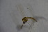  ( - CCDB21605-D09)  @12 [ ] CreativeCommons - Attribution Non-Commercial Share-Alike (2015) Unspecified SNSB, Zoologische Staatssammlung Muenchen