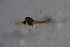  (Limnophyes sp. 3SW - CCDB21605-E10)  @12 [ ] CreativeCommons - Attribution Non-Commercial Share-Alike (2015) Unspecified SNSB, Zoologische Staatssammlung Muenchen
