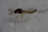  ( - CCDB21605-F07)  @12 [ ] CreativeCommons - Attribution Non-Commercial Share-Alike (2015) Unspecified SNSB, Zoologische Staatssammlung Muenchen