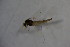  (Heleniella sp. 2SW - CCDB21605-G05)  @11 [ ] CreativeCommons - Attribution Non-Commercial Share-Alike (2015) Unspecified SNSB, Zoologische Staatssammlung Muenchen