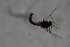  (Parametriocnemus sp - CCDB21606-E04)  @12 [ ] CreativeCommons - Attribution Non-Commercial Share-Alike (2015) Unspecified SNSB, Zoologische Staatssammlung Muenchen