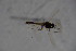  (Eukiefferiella coerulescens - CCDB21606-F09)  @11 [ ] CreativeCommons - Attribution Non-Commercial Share-Alike (2015) Unspecified SNSB, Zoologische Staatssammlung Muenchen