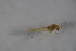  (Parakiefferiella sp. 2SW - CCDB22605-B01)  @12 [ ] CreativeCommons - Attribution Non-Commercial Share-Alike (2015) Unspecified SNSB, Zoologische Staatssammlung Muenchen