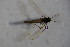  (Smittia sp. 2SW - CCDB22605-D06)  @12 [ ] CreativeCommons - Attribution Non-Commercial Share-Alike (2015) Unspecified SNSB, Zoologische Staatssammlung Muenchen