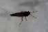  (Smittia sp. 3SW - CCDB22605-E07)  @11 [ ] CreativeCommons - Attribution Non-Commercial Share-Alike (2015) Unspecified SNSB, Zoologische Staatssammlung Muenchen