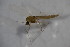  ( - CCDB22605-F02)  @12 [ ] CreativeCommons - Attribution Non-Commercial Share-Alike (2015) Unspecified SNSB, Zoologische Staatssammlung Muenchen