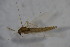  (Orthocladius lignicola - CCDB22605-F03)  @12 [ ] CreativeCommons - Attribution Non-Commercial Share-Alike (2015) Unspecified SNSB, Zoologische Staatssammlung Muenchen