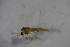  ( - CCDB22605-F04)  @12 [ ] CreativeCommons - Attribution Non-Commercial Share-Alike (2015) Unspecified SNSB, Zoologische Staatssammlung Muenchen