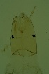  ( - CCDB24183-A10)  @11 [ ] Unspecified (default): All Rights Reserved  SNSB, Staatliche Naturwissenschaftliche Sammlungen Bayerns ZSM (SNSB, Zoologische Staatssammlung Muenchen)
