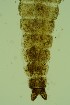  ( - CCDB24183-A11)  @11 [ ] Unspecified (default): All Rights Reserved  SNSB, Staatliche Naturwissenschaftliche Sammlungen Bayerns ZSM (SNSB, Zoologische Staatssammlung Muenchen)