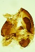  ( - CCDB24183-B03)  @11 [ ] Unspecified (default): All Rights Reserved  SNSB, Staatliche Naturwissenschaftliche Sammlungen Bayerns ZSM (SNSB, Zoologische Staatssammlung Muenchen)