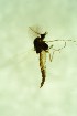  (Psectrocladius sp. 1SW - CCDB24183-C10)  @11 [ ] Unspecified (default): All Rights Reserved  SNSB, Staatliche Naturwissenschaftliche Sammlungen Bayerns ZSM (SNSB, Zoologische Staatssammlung Muenchen)