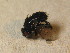  (Peribaea sp. 1 - DIP 04893)  @12 [ ] CreativeCommons - Attribution Non-Commercial Share-Alike (2015) Unspecified SNSB, Zoologische Staatssammlung Muenchen