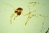  ( - GBOL03729)  @11 [ ] Unspecified (default): All Rights Reserved  SNSB, Staatliche Naturwissenschaftliche Sammlungen Bayerns ZSM (SNSB, Zoologische Staatssammlung Muenchen)