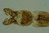  ( - ZSM34341-B07)  @11 [ ] Unspecified (default): All Rights Reserved  SNSB, Staatliche Naturwissenschaftliche Sammlungen Bayerns ZSM (SNSB, Zoologische Staatssammlung Muenchen)