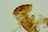  (Limnophyes sp. 4SW - ZSM34341-F09)  @12 [ ] Unspecified (default): All Rights Reserved  SNSB, Staatliche Naturwissenschaftliche Sammlungen Bayerns ZSM (SNSB, Zoologische Staatssammlung Muenchen)