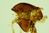  ( - ZSM34342-B09)  @11 [ ] Unspecified (default): All Rights Reserved  SNSB, Staatliche Naturwissenschaftliche Sammlungen Bayerns ZSM (SNSB, Zoologische Staatssammlung Muenchen)
