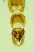  (Chironomus lacunarius - ZSM34343-C09)  @11 [ ] Unspecified (default): All Rights Reserved  SNSB, Staatliche Naturwissenschaftliche Sammlungen Bayerns ZSM (SNSB, Zoologische Staatssammlung Muenchen)