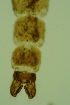  ( - ZSM34343-C12)  @11 [ ] Unspecified (default): All Rights Reserved  SNSB, Staatliche Naturwissenschaftliche Sammlungen Bayerns ZSM (SNSB, Zoologische Staatssammlung Muenchen)